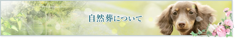 自然葬について